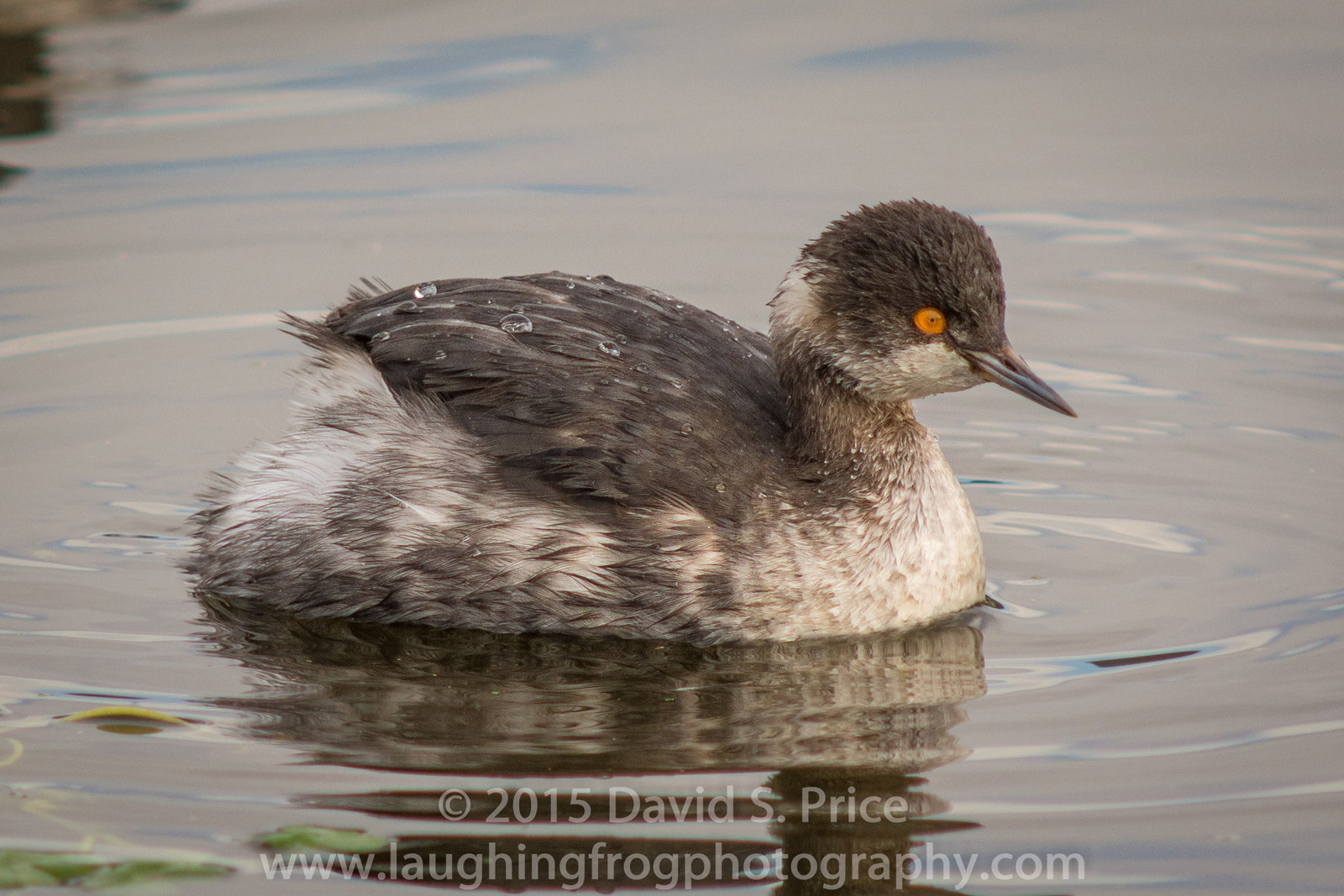 eared grebe, black-necked grebe, arcata marsh, 2014 december